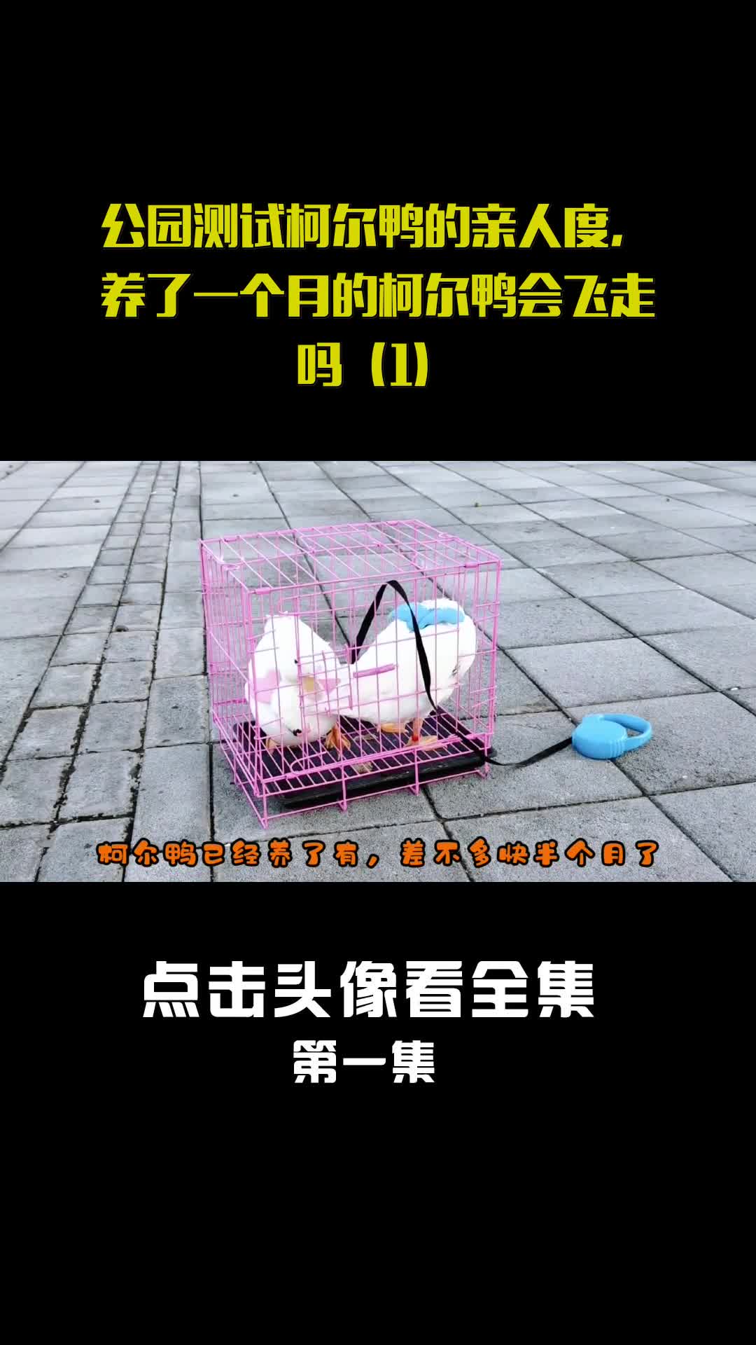 公园测试柯尔鸭的亲人度,养了一个月的柯尔鸭会飞走吗(1)