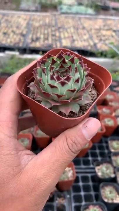 #有一种可爱叫多肉!#长生草系列,铁观音的养护