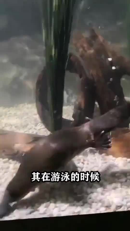 他是闭着眼睛在游泳的