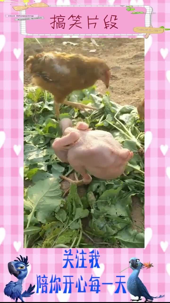 这就是传说中的“脱毛鸡”?你们不许笑!,搞笑视频