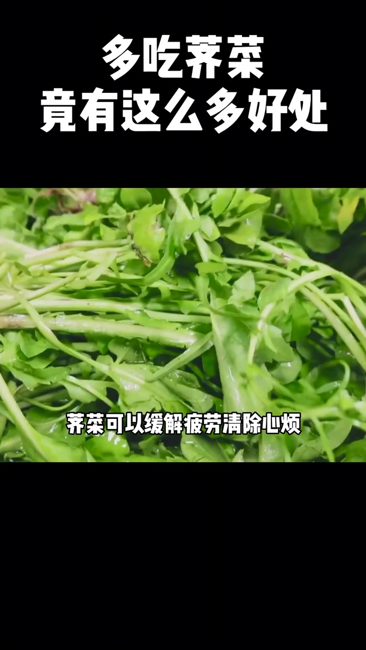 多吃荠菜竟有这么多好处。菜可以缓解疲劳清除心烦
