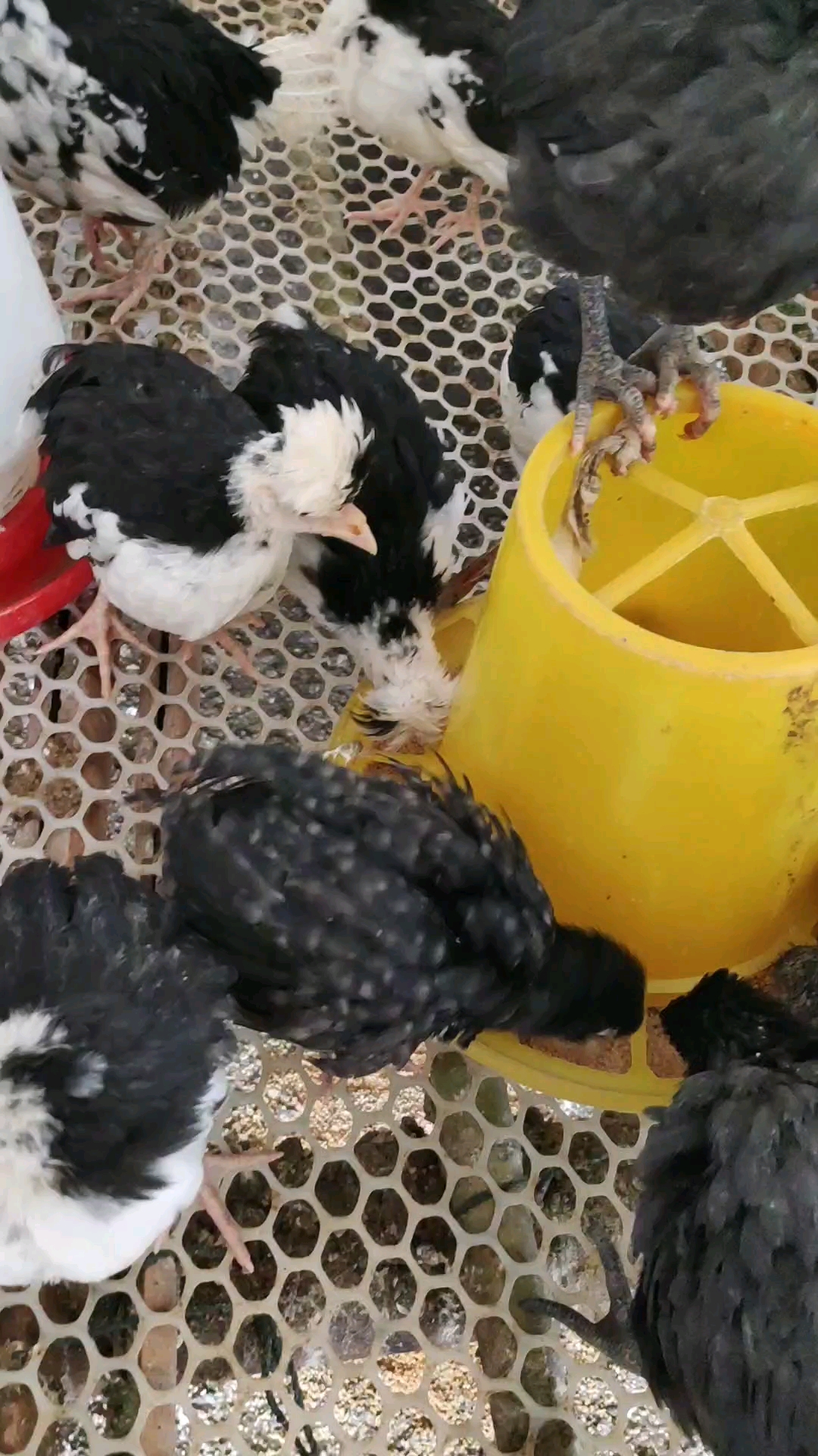 绿壳蛋鸡苗, 白火鸡鸡苗