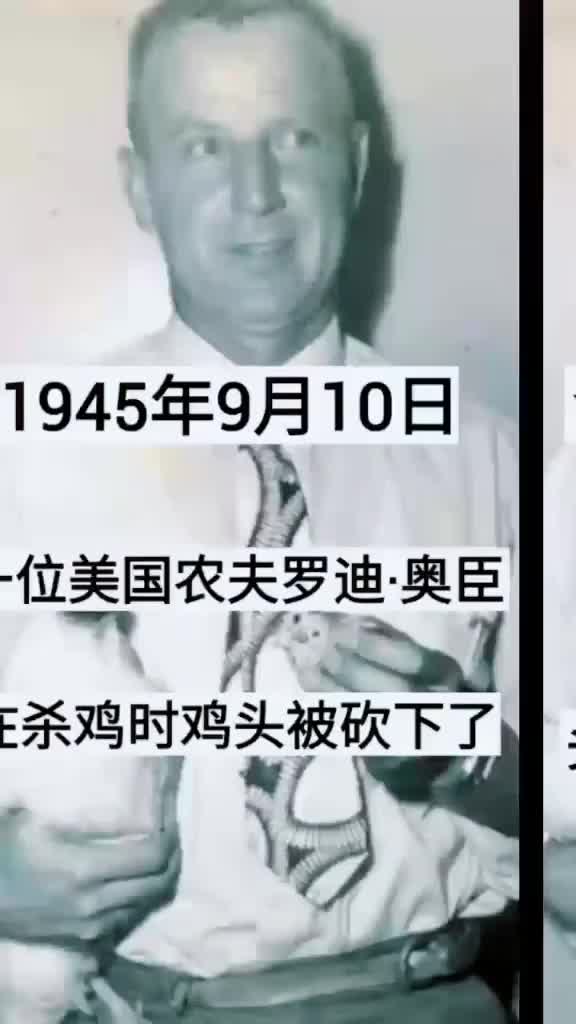 令世人折服的顽强生命力!无头鸡麦克居然存活了18个月。