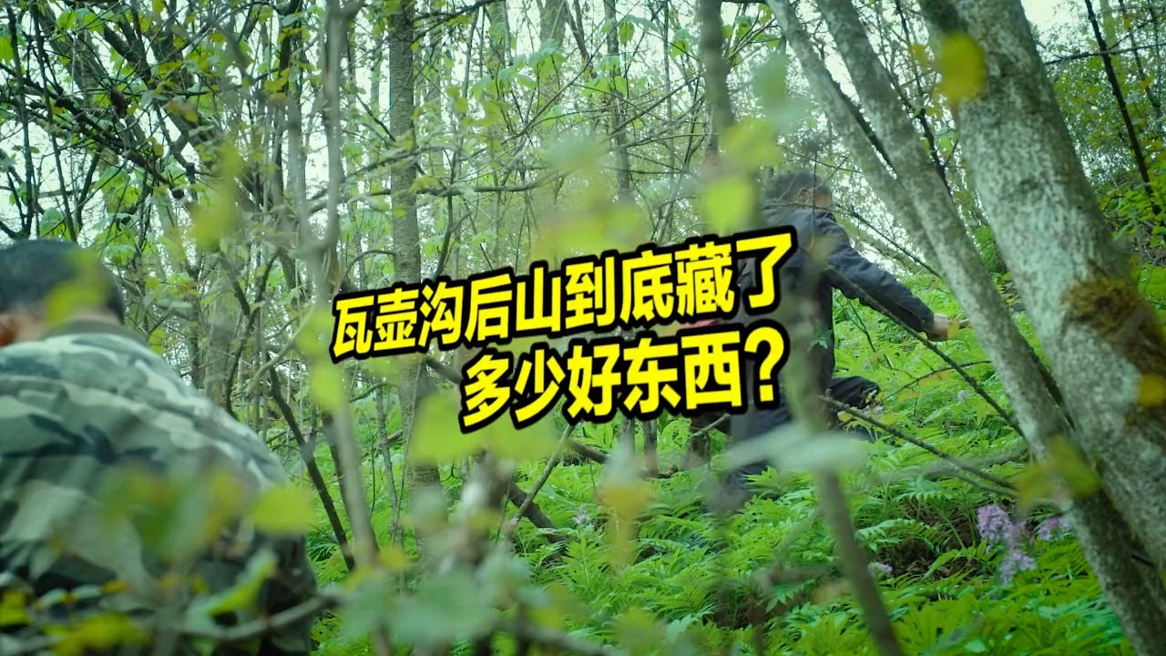 #记录我的农村生活#石芥菜,中药兼食材,我们这遍地都是,可以腌菜、炒菜、炖菜!天天野菜换着