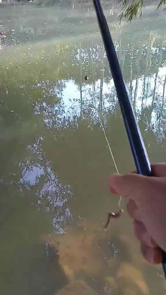 10块小稻穗,疯狂上鱼
