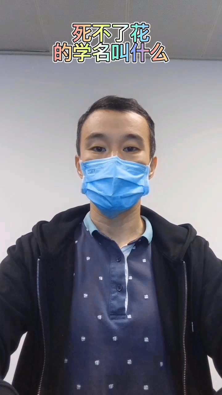 死不了花的学名叫什么?