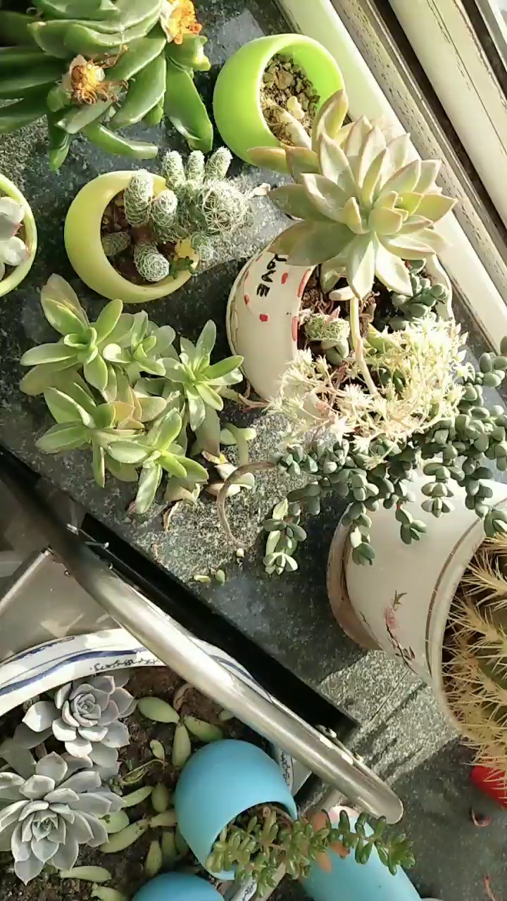 多肉植物好养活也挺漂亮,开花是不是快死了有人知道吗