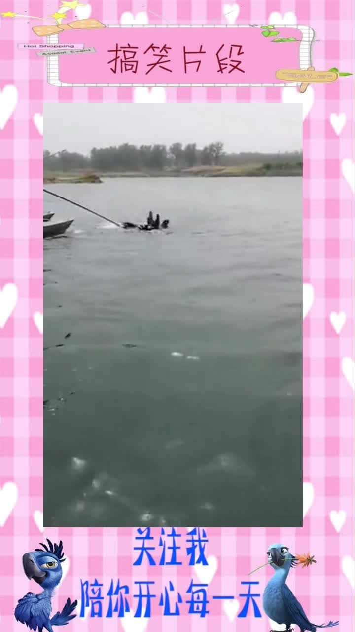 鱼鹰抓甲鱼的场面见过没?太刺激了!#搞笑视频#