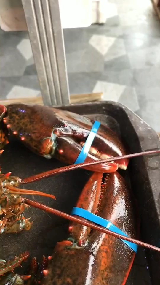 大海虾