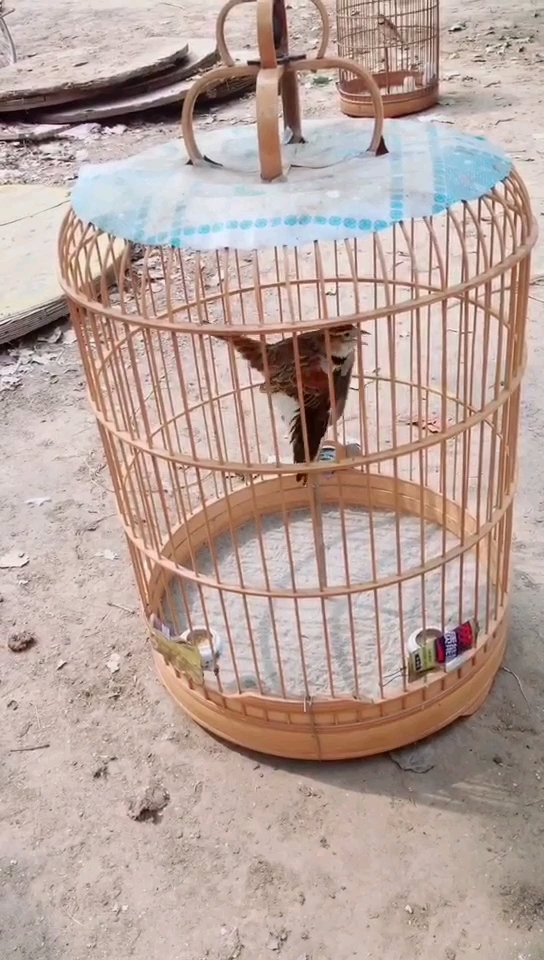 #神宠来袭#全网最牛百灵鸟:上台大叫母鸡下蛋。太绝了。不信你仔细听。听完别忘了留下你的爱心