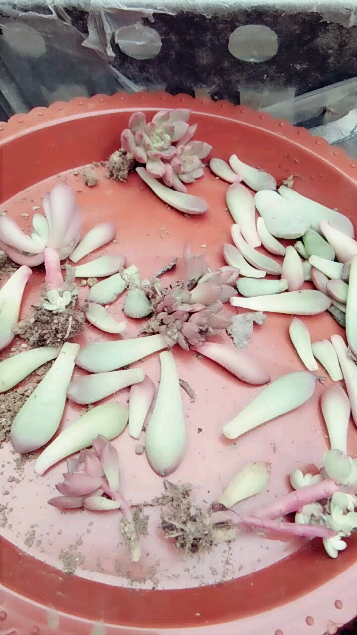多肉 红宝石,摘叶片繁殖开始