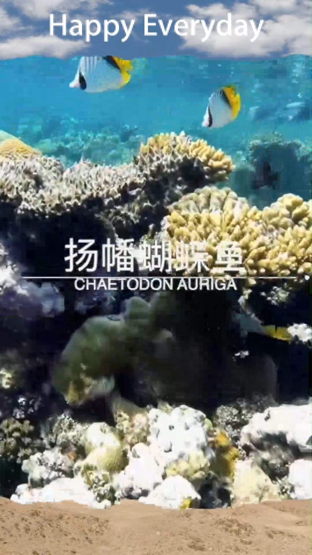 蝴蝶鱼了解一下