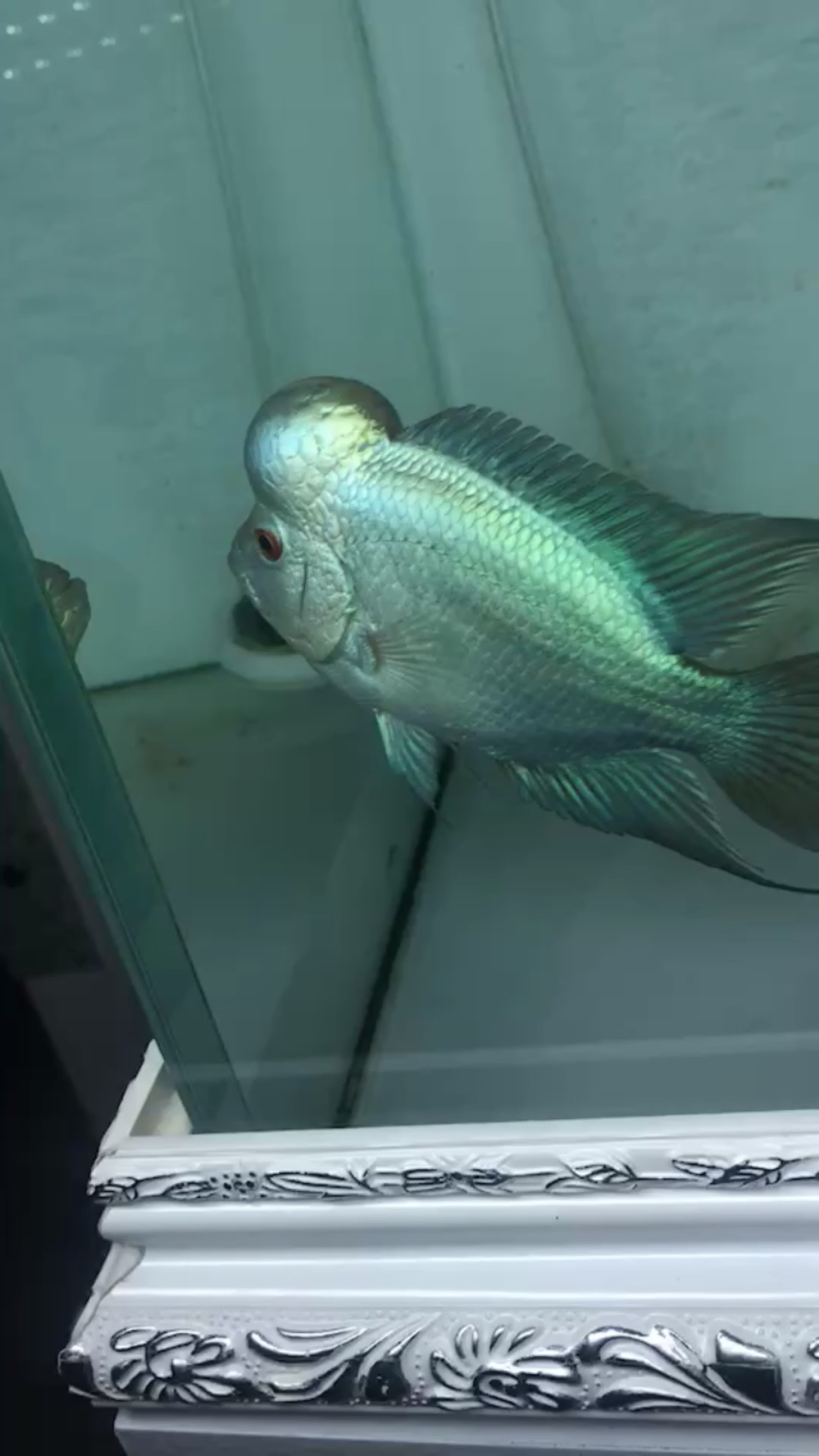 大满银