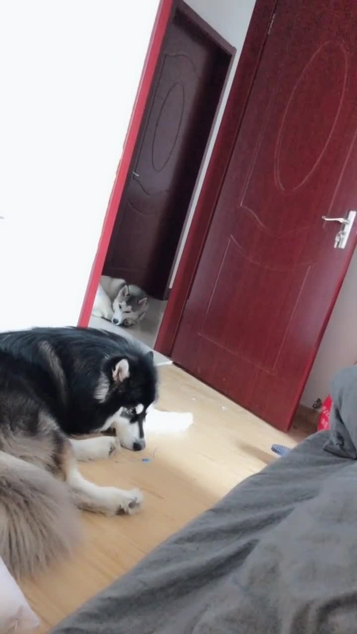 心痛到想吃狗肉