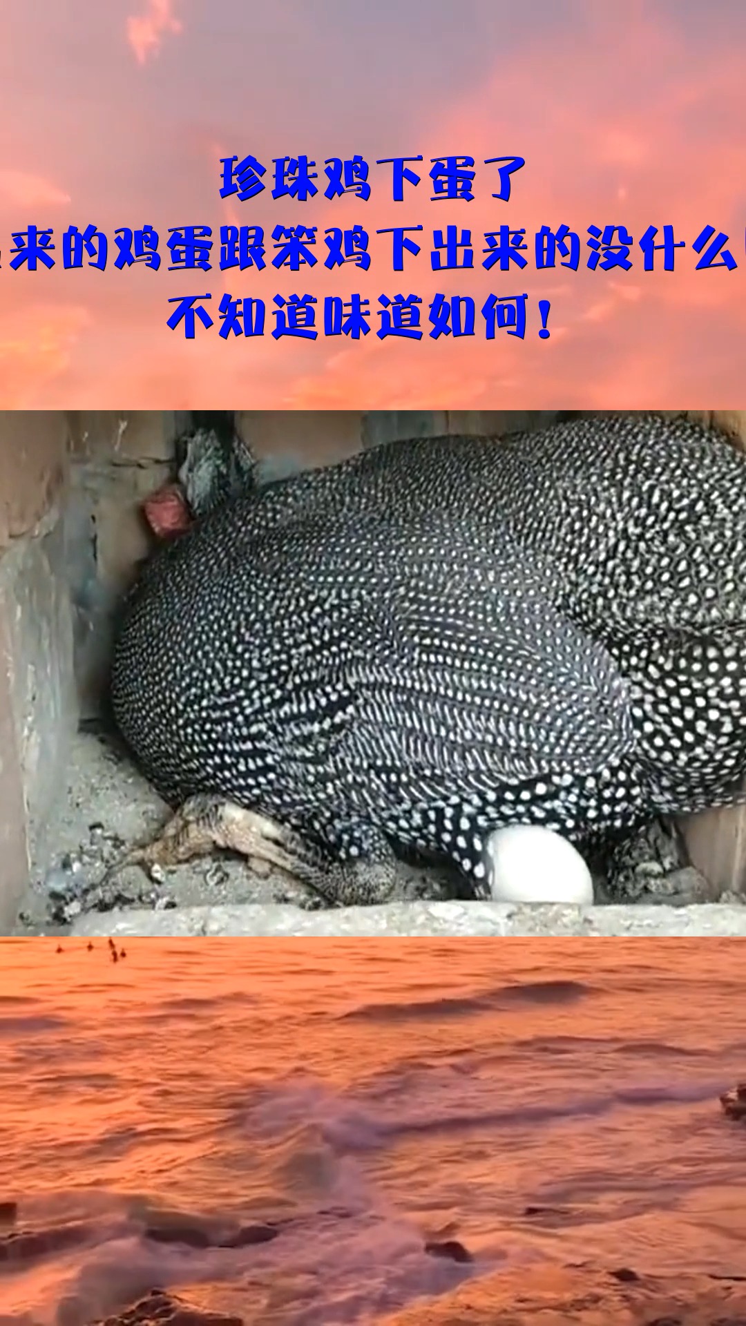 珍珠鸡下蛋了,下出来的鸡蛋跟笨鸡下的没什么区别,不知味道如何!