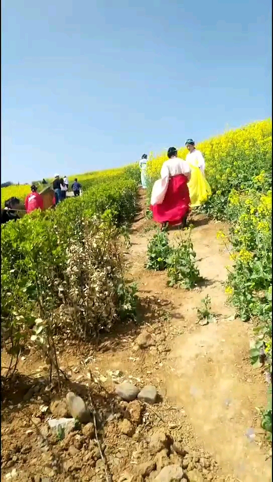 最美丽的油菜花节