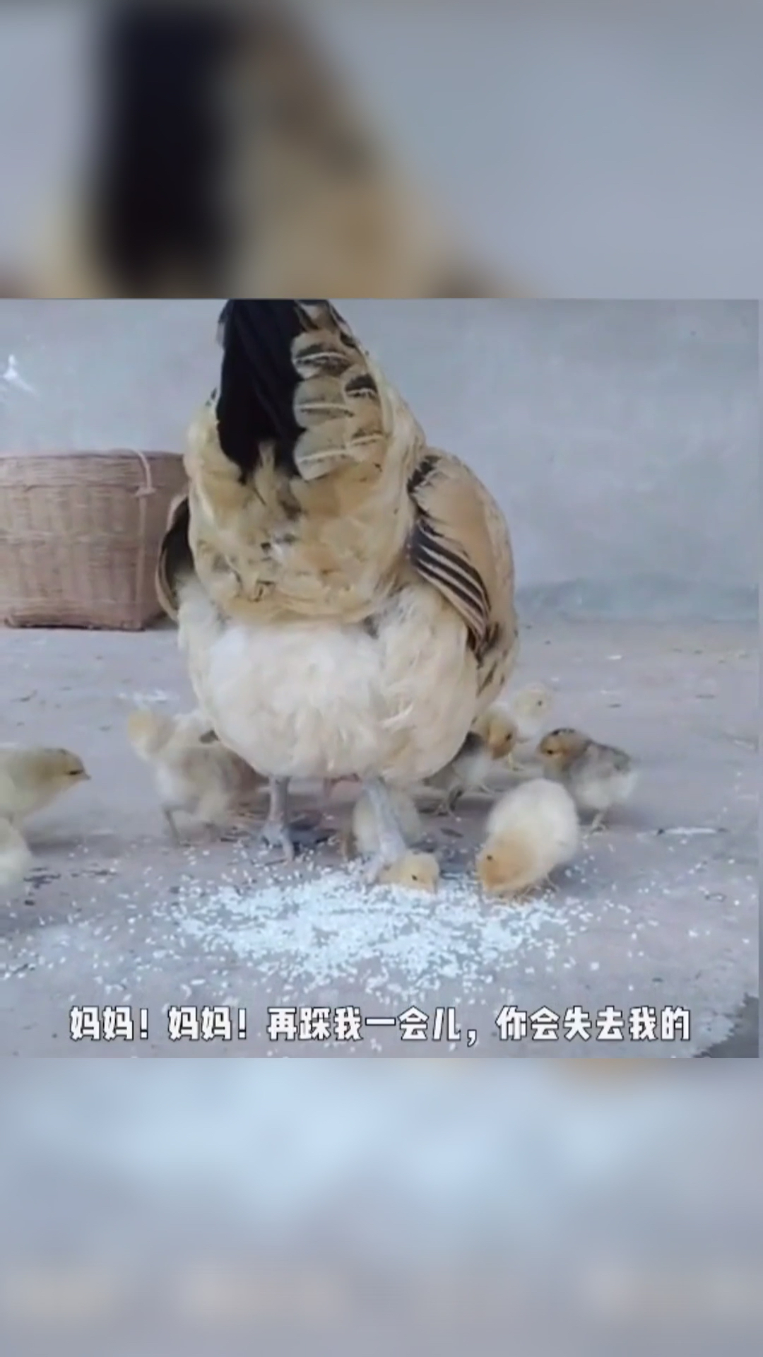 #这是高手#母鸡：脚都给我硌瘸了……