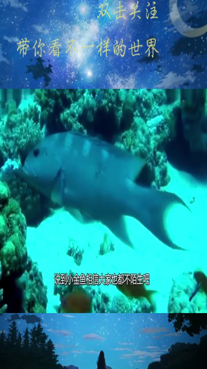 金鱼的尾巴真漂亮,小伙把显微镜下放大1000倍,血液流动都看得一得二楚