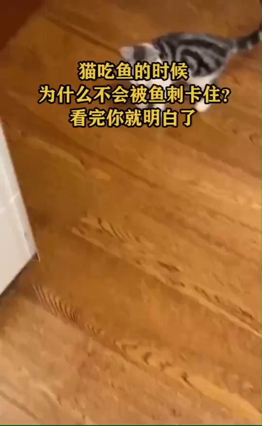 猫吃鱼的时候为什么不会被鱼刺卡住?看完你就明白了