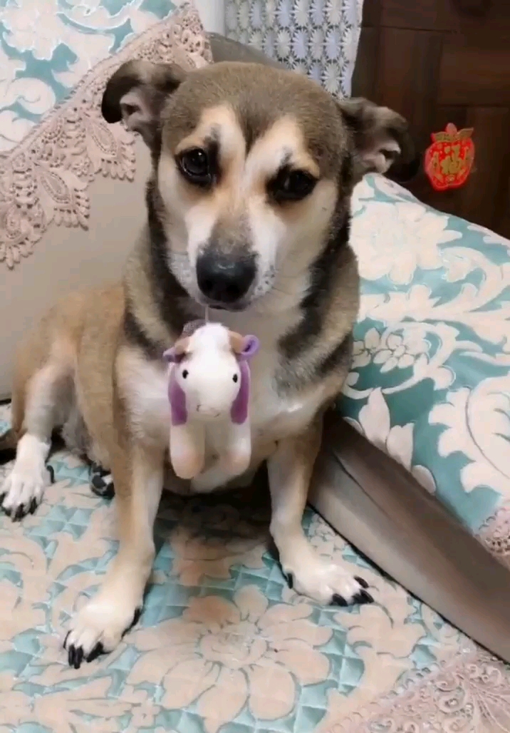 这就是我家的鸭宝,什么事都能干,只有你一说,他就能够明白,什么该做的,不该做的,