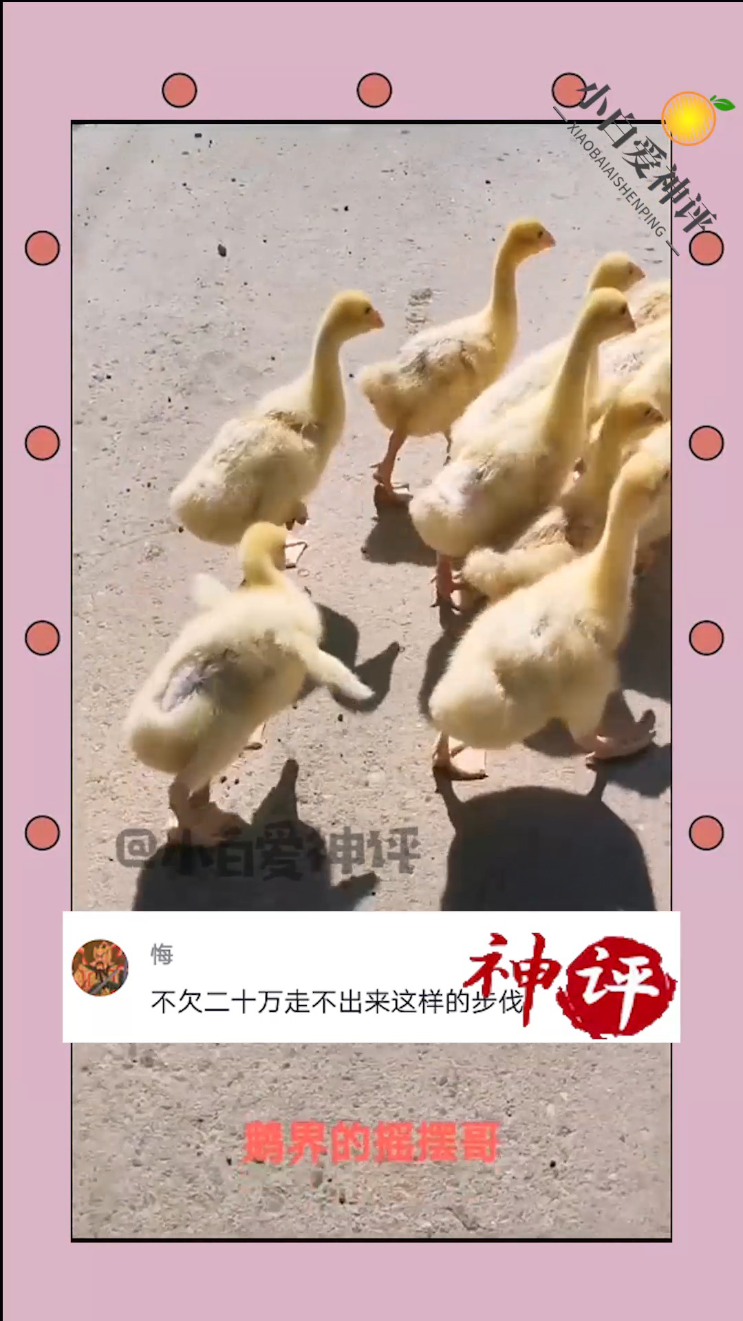 一群小鸭子,被其中一只的走路姿势逗乐了,简直太萌了