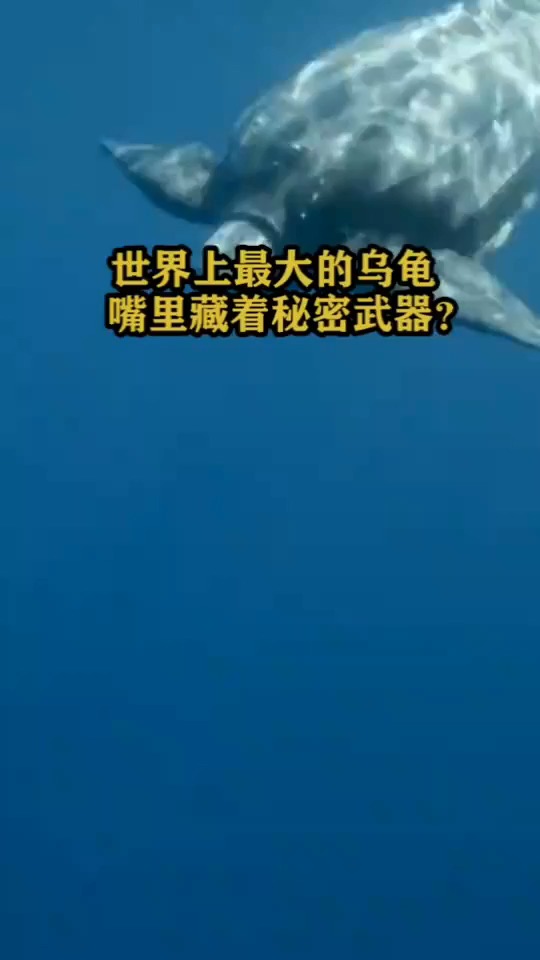 世界上最大的乌龟,嘴里藏着秘密武器?