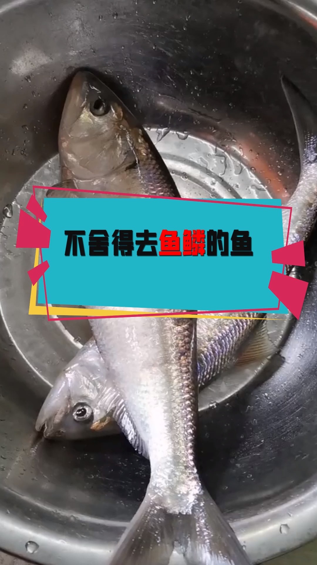 #奇闻趣事抢先看#不舍得去鱼鳞的鱼,传说一碰下鱼鳞,就会死去