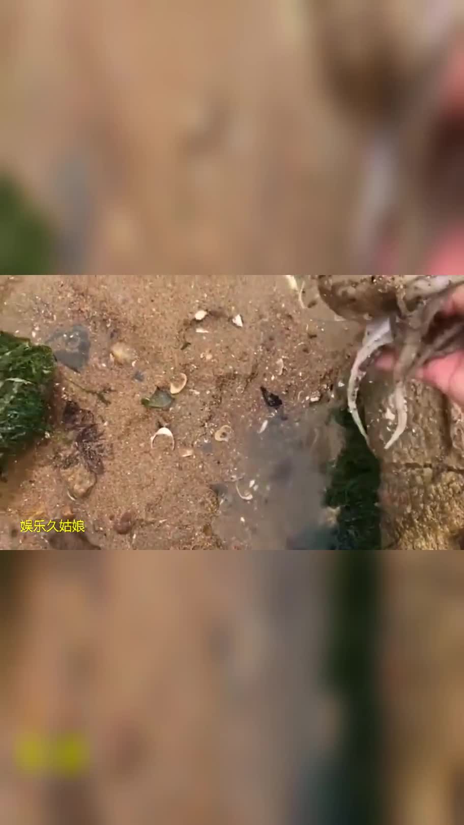 大连帅哥闲着没事去海边遛弯,发现一个八爪鱼吸附在石头上!