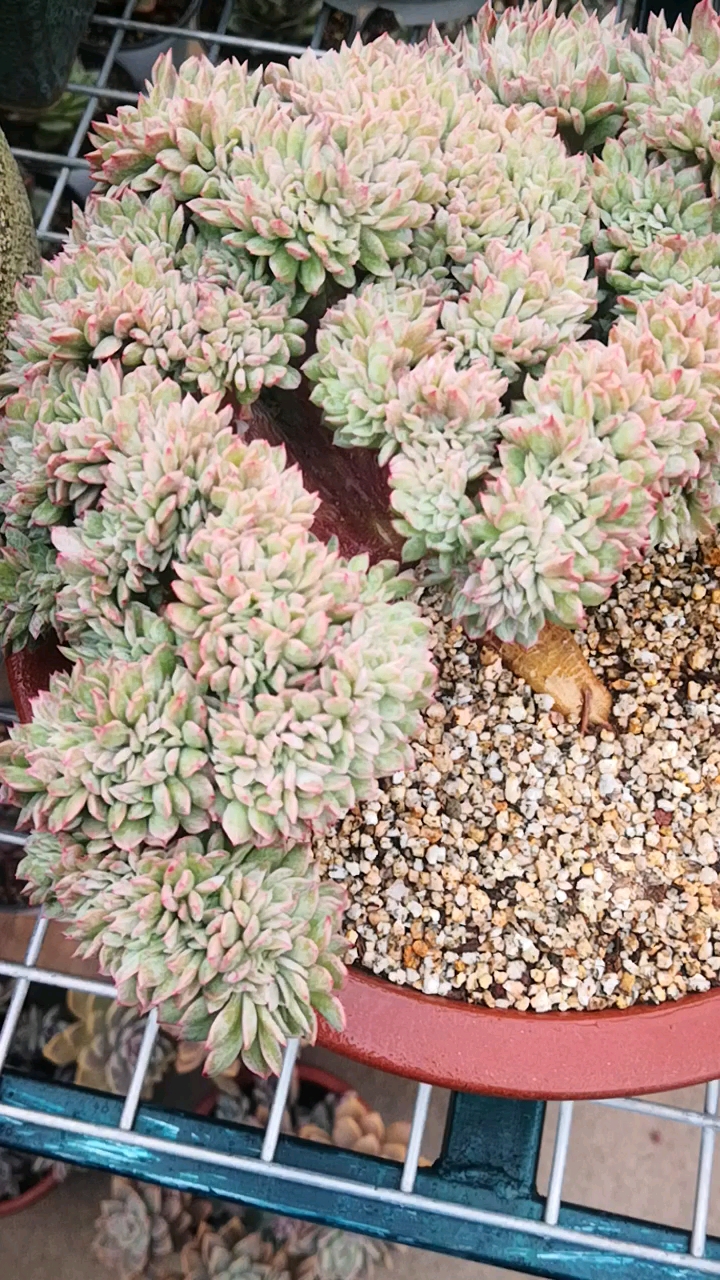 #有一种可爱叫多肉!#半个月后看它的变化,造型独一无二的火焰杯缀化老桩!