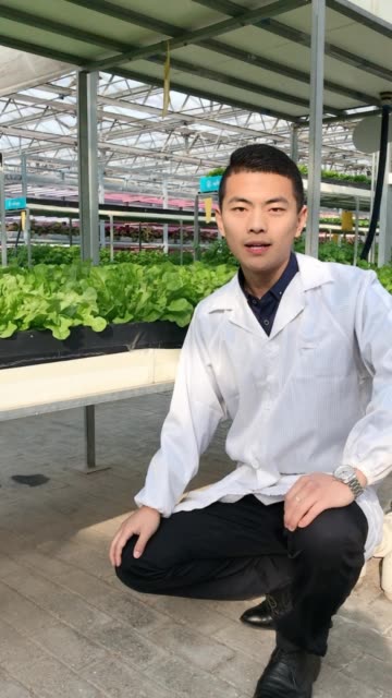 水培橡叶生菜