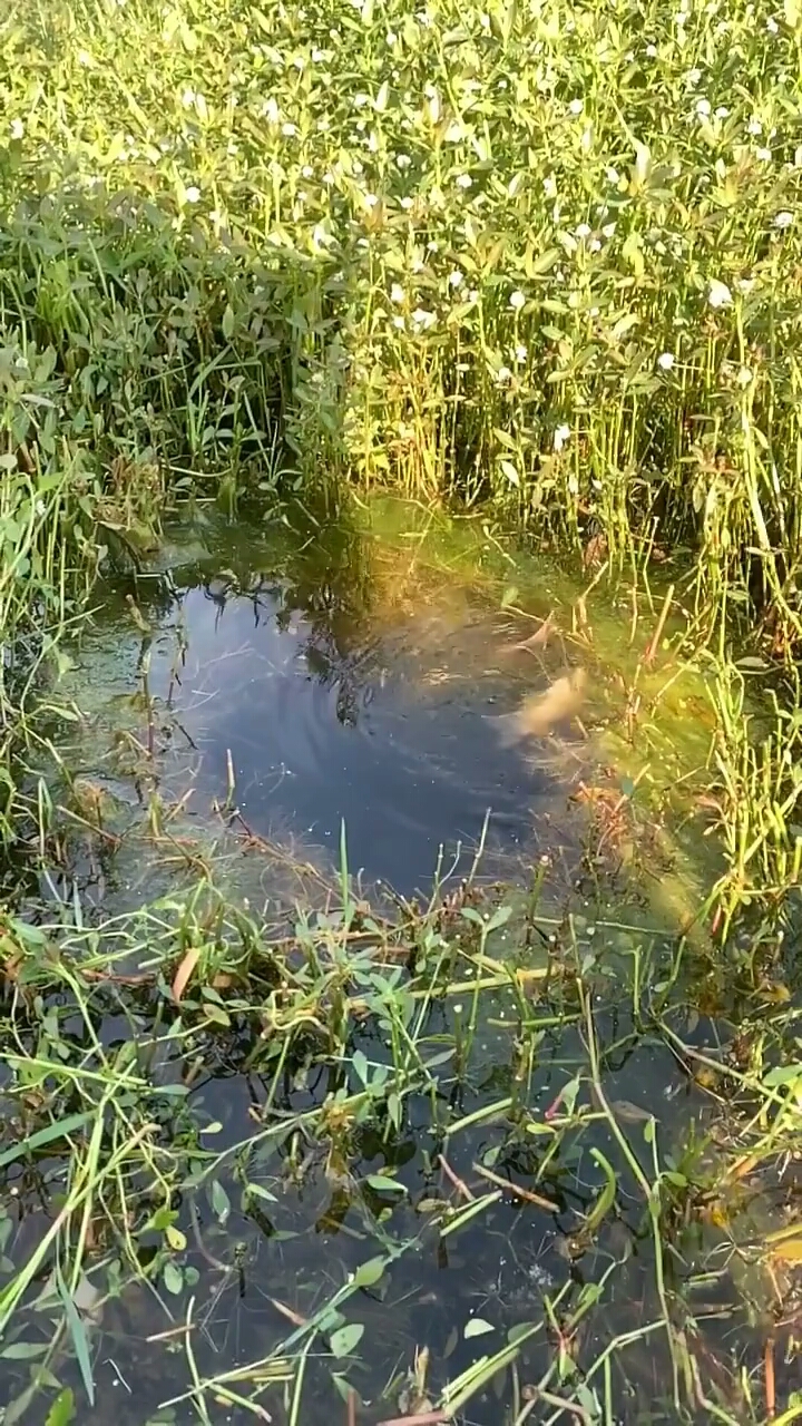 出水的鱼儿赛芙蓉