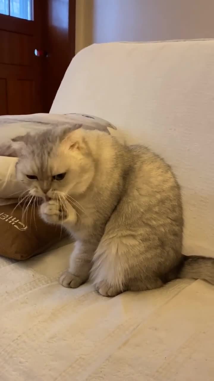 猫咪正在清理脚丫子,一听到主人说晚上吃猫肉汤,秒变脸