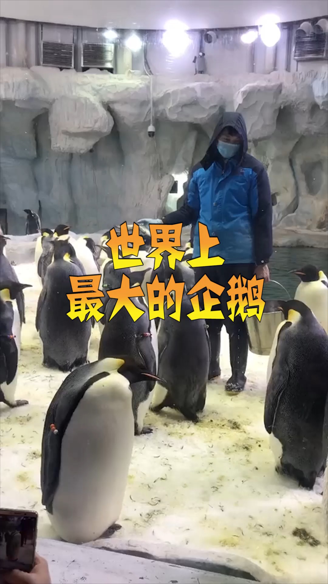 世界上最大的企鹅,大家有见过的吗?