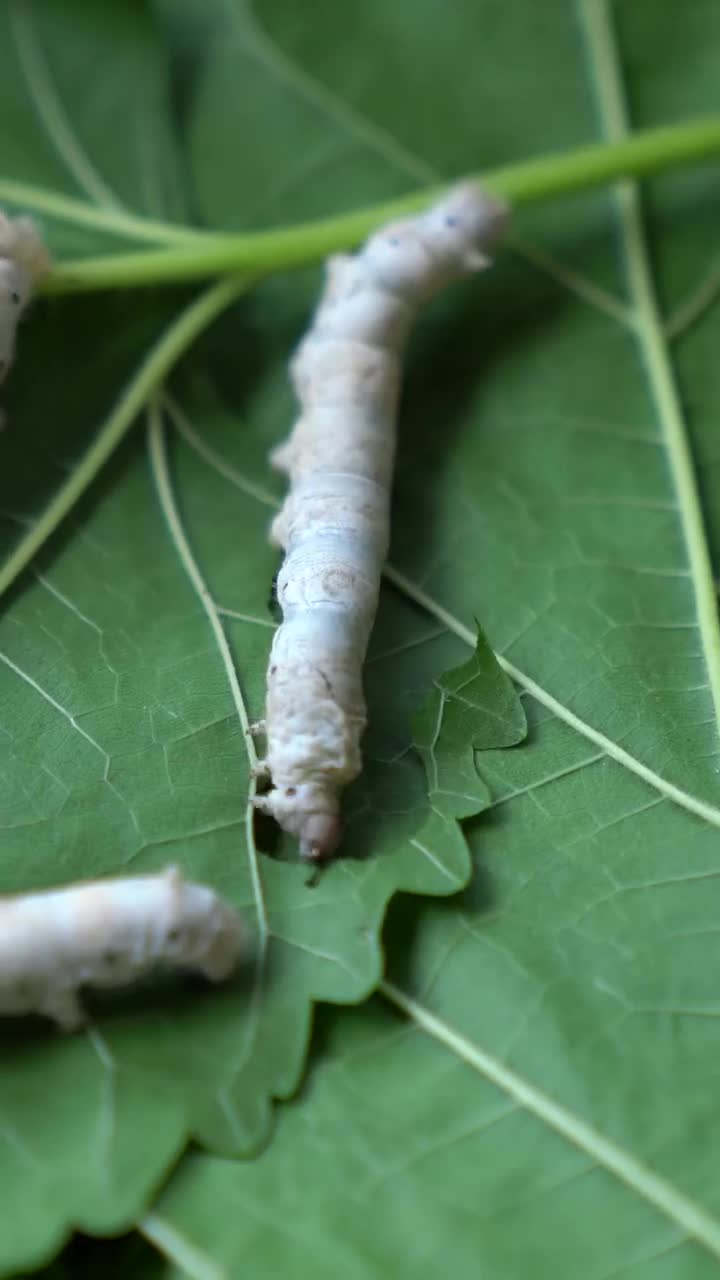 蚕屎枕头你用过吗蚕虫粪便炒熟包在枕头里,对人身体很好,夏天枕着很凉快!
