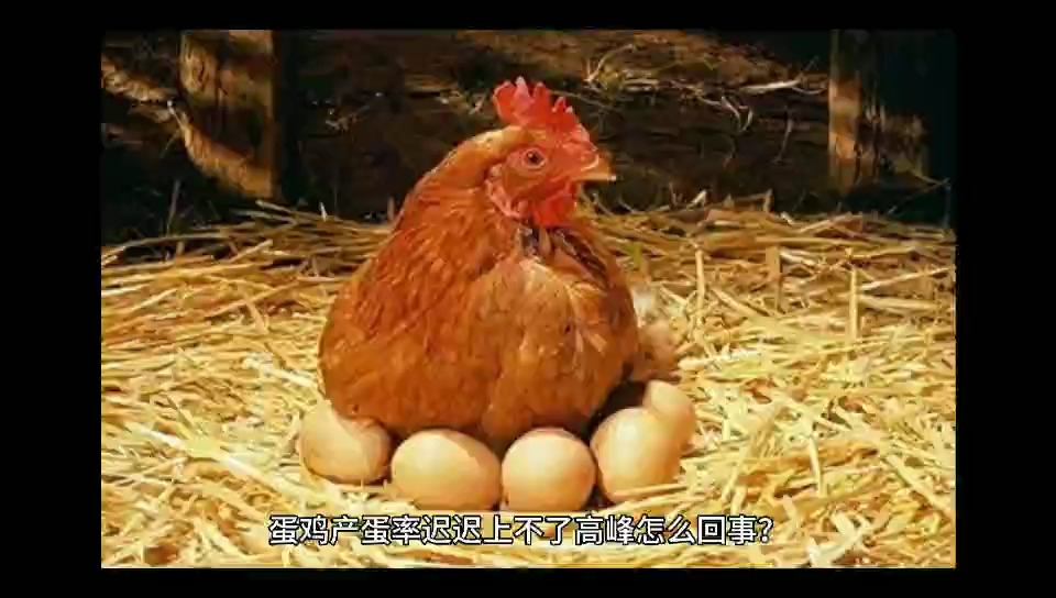 #养鸡人#蛋鸡不能进入产蛋高峰的原因是什么蛋鸡产蛋率上不去怎么办蛋鸡产蛋率低,迟迟上不去,
