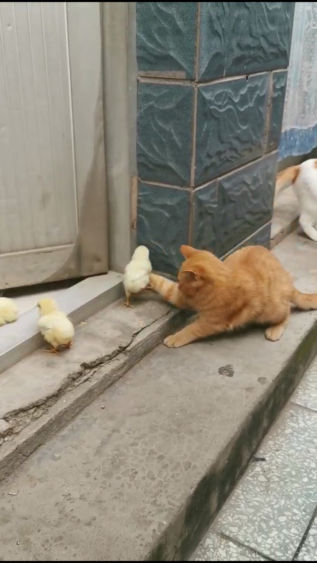 想把小鸡宝宝赶回家里,又出来了……