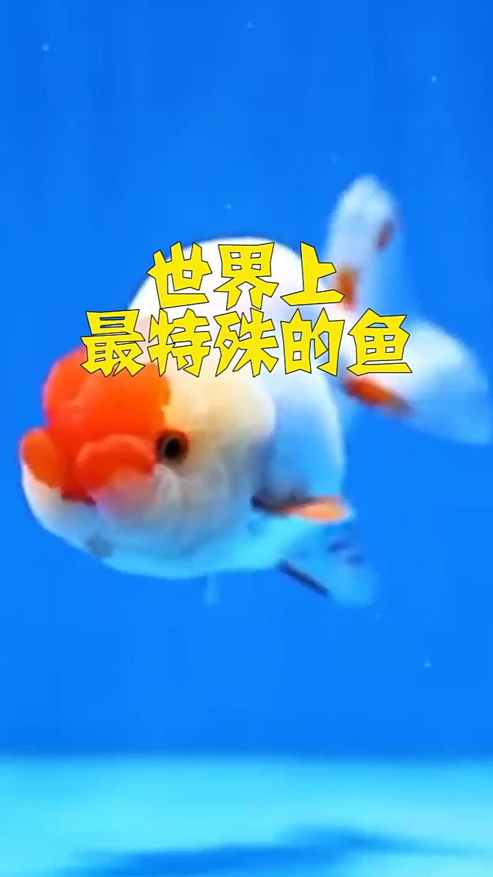 世界上最特殊的鱼