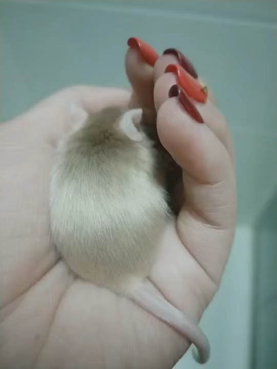 我们家奶茶,宠物鼠,比一般的仓鼠可爱温顺,仓鼠会咬人这个接触久了亲人[偷笑]