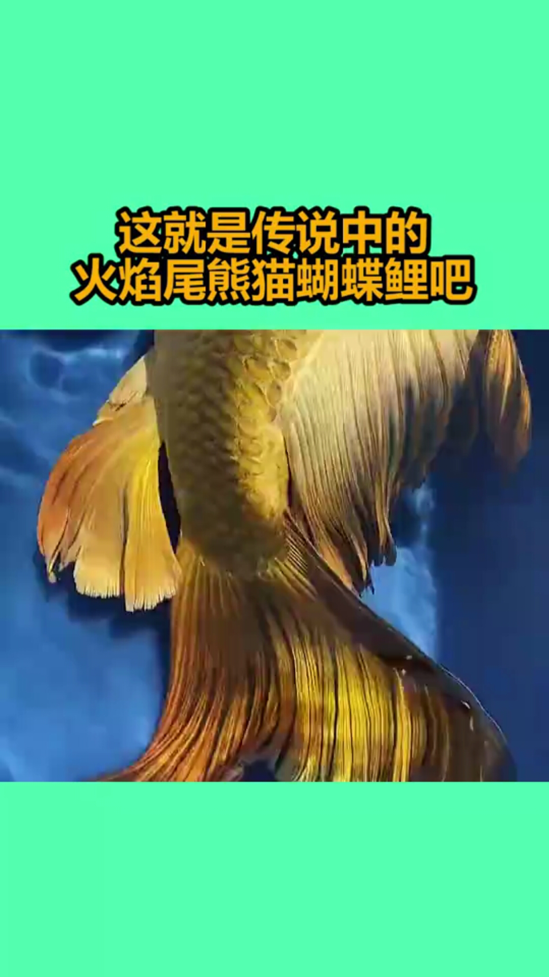这就是传说中的火焰尾熊猫蝴蝶鲤吧