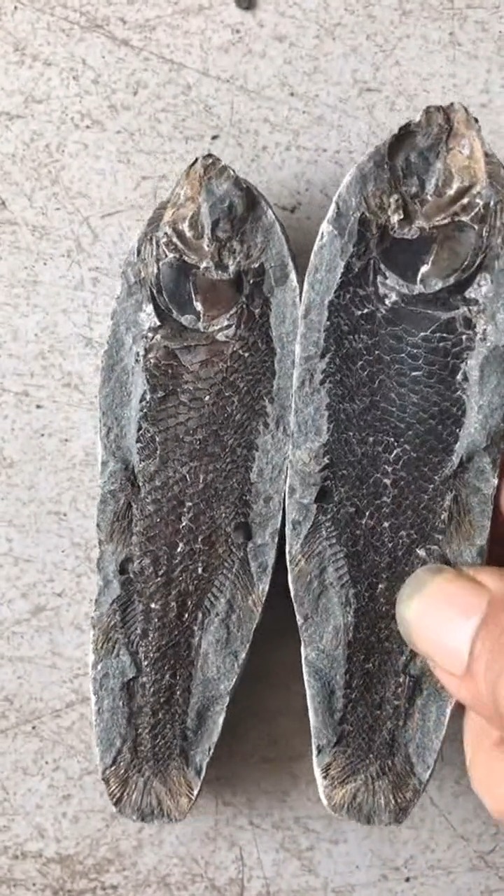 #娱乐#无意间发现的石头,切开的瞬间傻眼了,竟然是远古鱼化石!