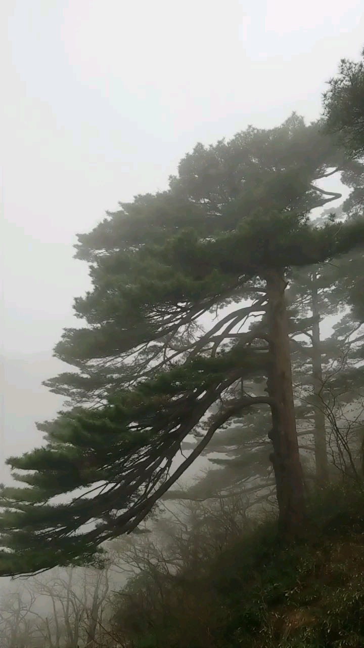 #郊游踏青#黄山云海,凤尾松