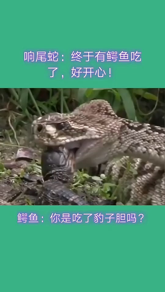 鳄鱼:你是吃了熊心豹子胆了吗?