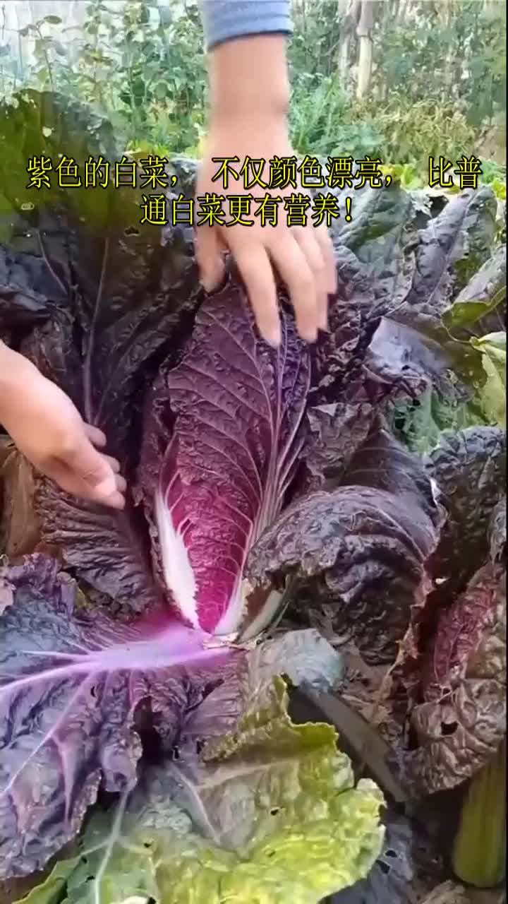 紫色的白菜,不仅颜色漂亮,比普通白菜更有营养!