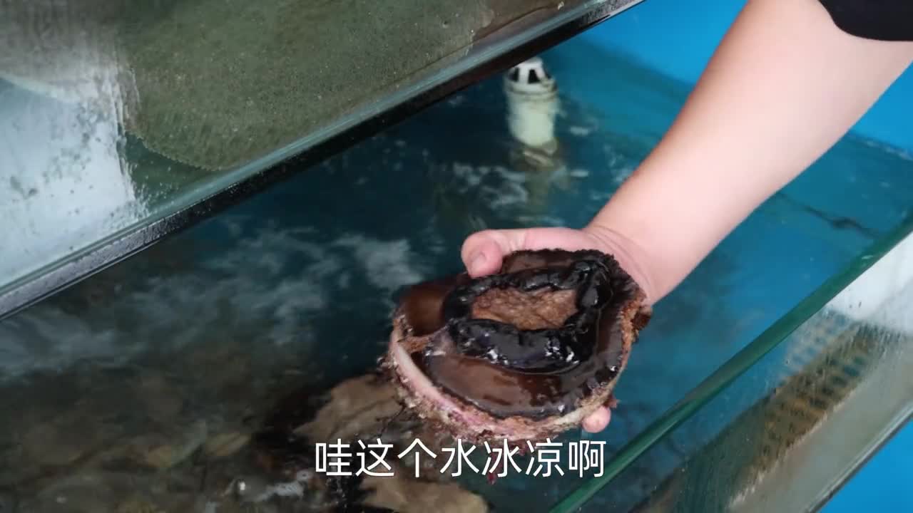 2720买4颗鲍鱼8斤五花肉,做鲍鱼红烧肉,QQ弹弹,肥而不腻
