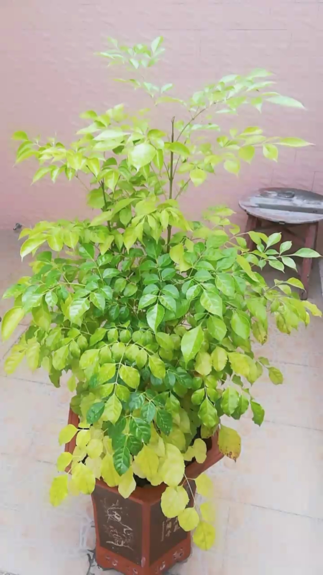 绿宝长得怎么样?