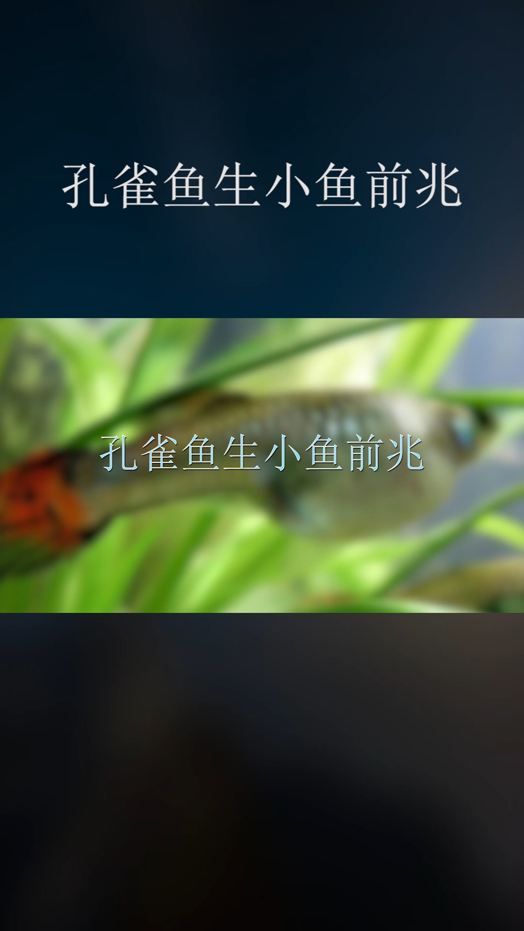 孔雀鱼生小鱼前兆
