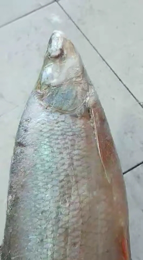 纯江红尾鱼