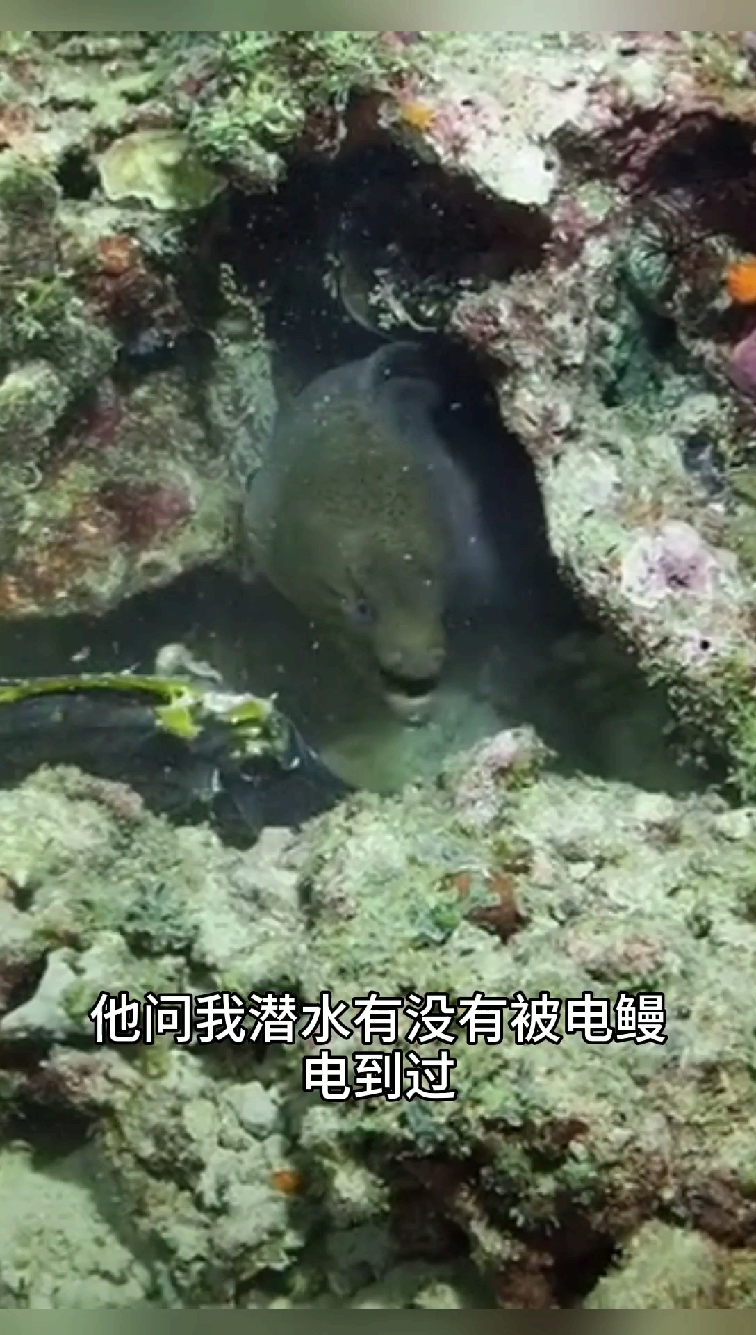 三亚旅行潜水,海里鳗鱼有电吗