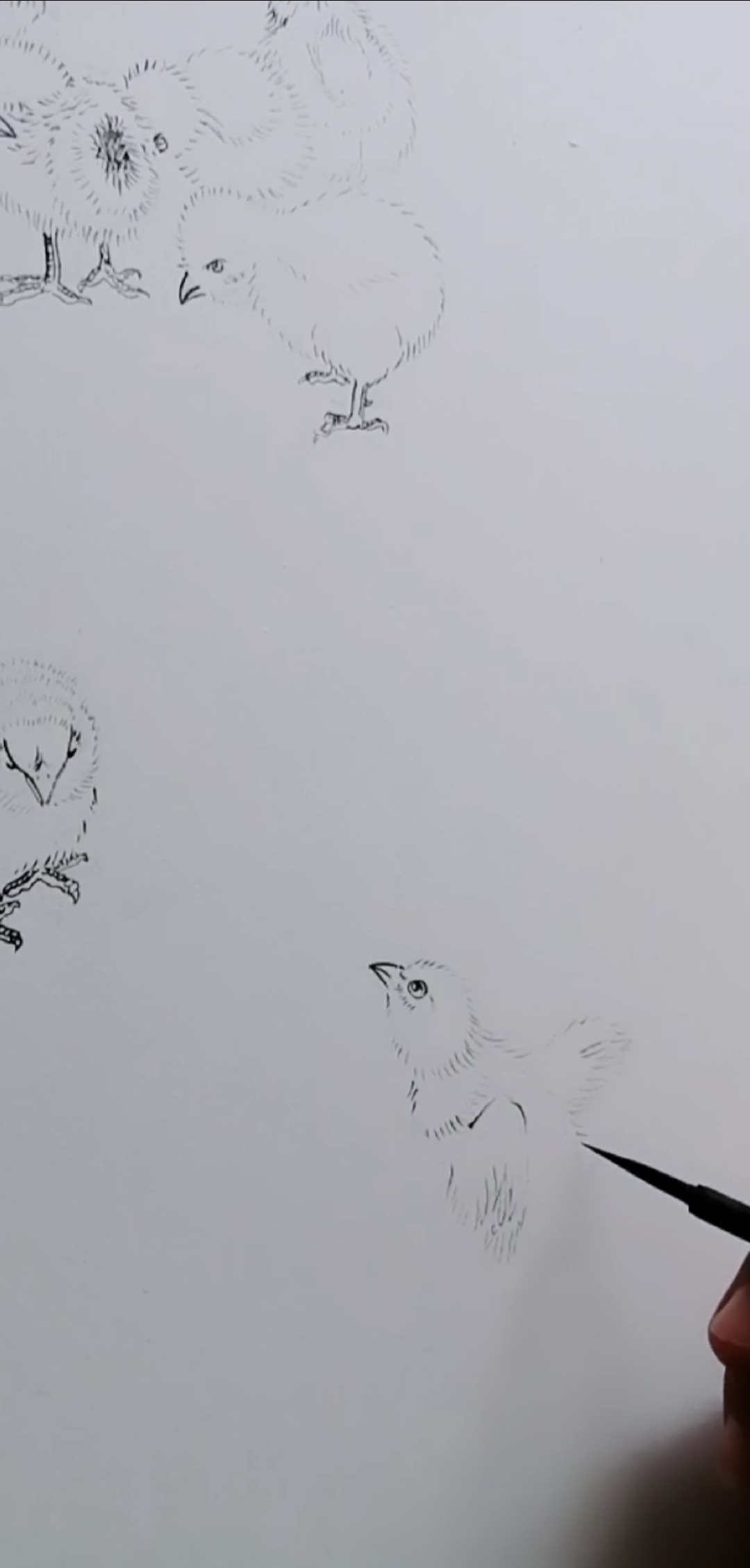 #耕耘就有收获#白描小鸡的画法