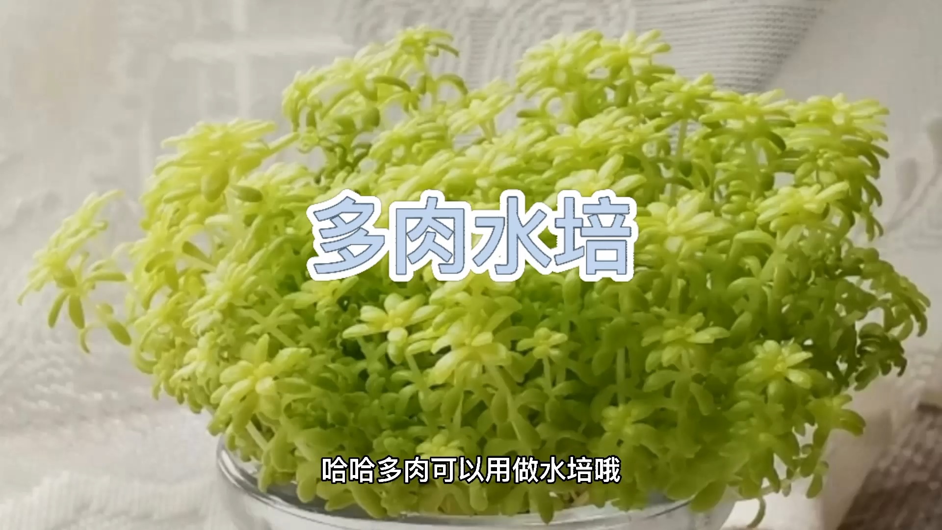 多肉可以水培哦